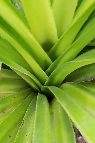 Palm leaf, extreme close up, texture. — Stock Photo, Image