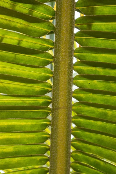 Palm leaf, extreme close up, texture. — Stock Photo, Image