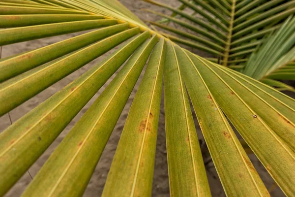 Пальмовий лист, екстремально крупним планом, текстура . — стокове фото