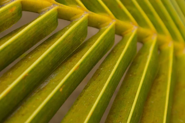 Palm leaf, extreme close up, texture. — Stock Photo, Image