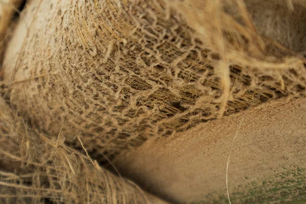 Textura de tronco de palmeira — Fotografia de Stock
