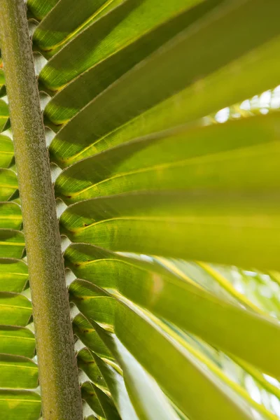 Palm leaf, extreme close up, texture. — Stock Photo, Image