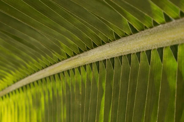 Palm leaf, extreme close up, texture. — Stock Photo, Image