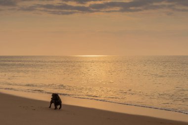 Gün batımı ile plajda oynayan köpek.