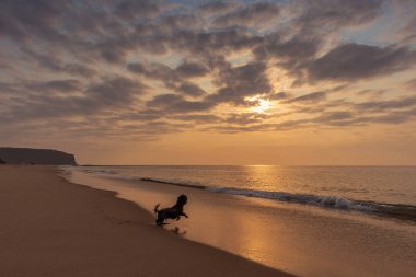 Gün batımı ile plajda oynayan köpek.