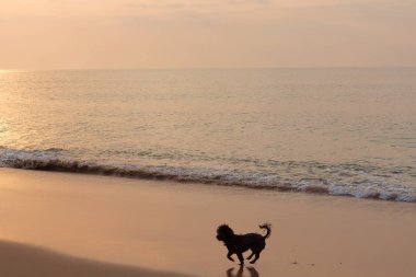 Gün batımı ile plajda oynayan köpek.