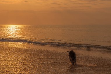 Gün batımı ile plajda oynayan köpek.