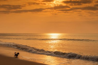Gün batımı ile plajda çalışan köpek.