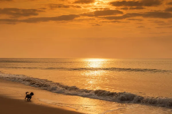 Gün batımı ile plajda çalışan köpek.