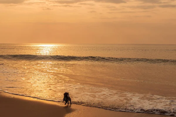 선셋 해변에서 실행 하는 개. — 스톡 사진