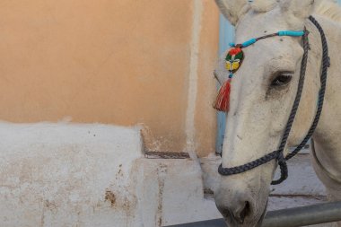 Fira, Santorini beyaz eşek portresi. Yunanistan.