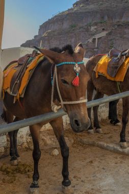 Eşekler Fira, Santorini, Yunanistan basamaklarda.