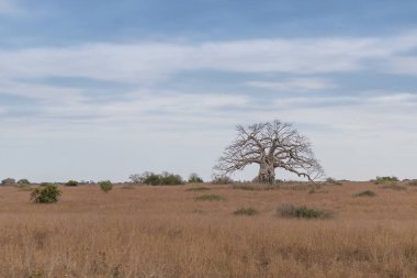 Tipik Afrika ağacı Imbondeiro da bilinir. Afrika düz. Angola.