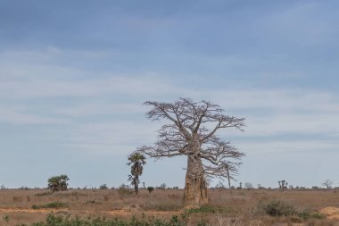 Tipik Afrika ağacı Imbondeiro da bilinir. Afrika düz. Angola.