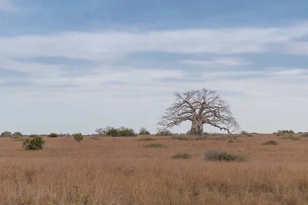 Typischer afrikanischer Baum, der als Imbondeiro bekannt ist. Afrikanische Ebene. Angola. — Stockfoto