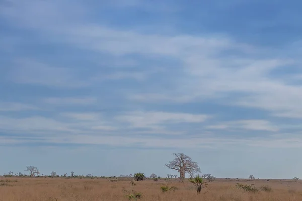 Typischer afrikanischer Baum, der als Imbondeiro bekannt ist. Afrikanische Ebene. Angola. — Stockfoto