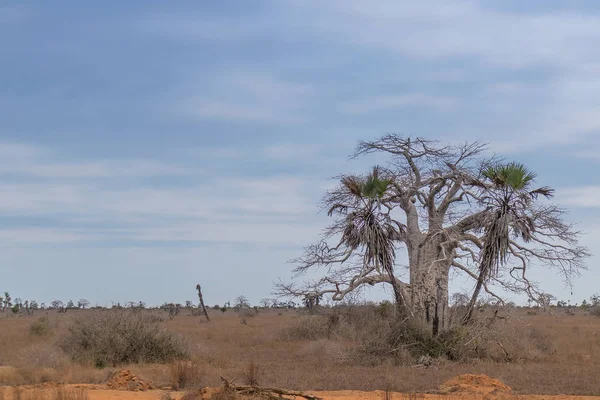 Arbre africain typique connu sous le nom d'Imbondeiro. Plaine africaine. Angola . — Photo
