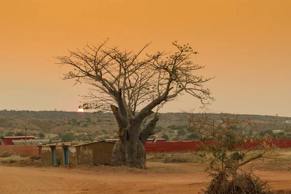 Baobab africain avec coucher de soleil. Angola. Sumbe . — Photo