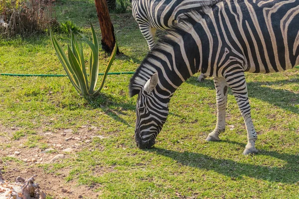 Zebra eten van gras. — Stockfoto