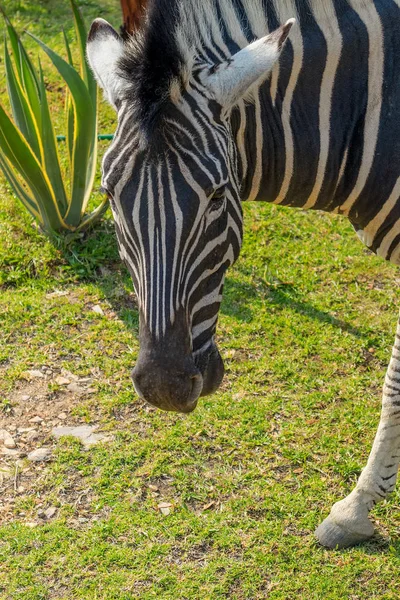 Zebra eten van gras. — Stockfoto