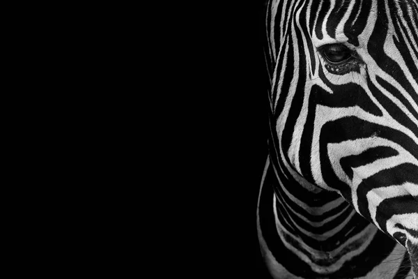 zebra portresi. Siyah beyaz versiyonu.