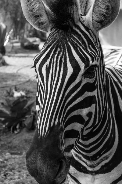 Портрет зебры. Черно-белая версия . — стоковое фото