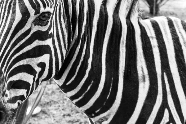 Portret zebra. W wersji czarno-białe. — Zdjęcie stockowe