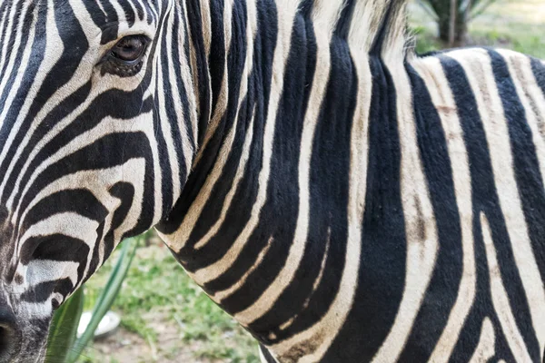 Portret van zebra. — Stockfoto