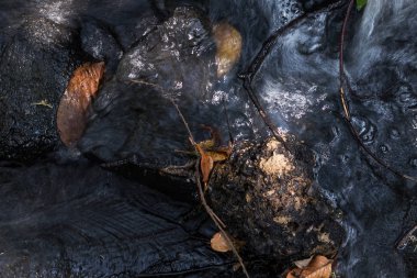 Ağaç yaprakları ile küçük şelaleler. Sonbahar.