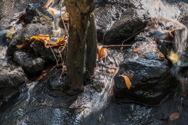 Ağaç yaprakları ile küçük şelaleler. Sonbahar.