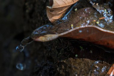 Su damlama kuru yaprak düşer. Sonbahar