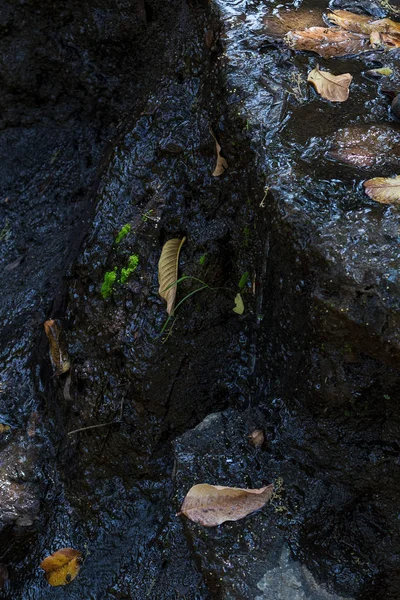 Kis vízesés a fa levelei. Ősz. — Stock Fotó