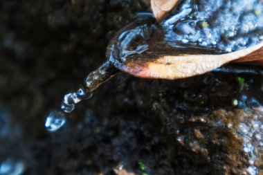 Su damlama kuru yaprak düşer. Sonbahar