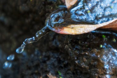 Su damlama kuru yaprak düşer. Sonbahar