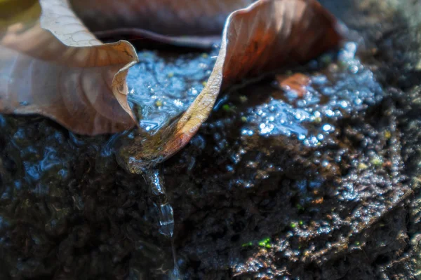 Gotas de agua goteando de la hoja seca. Otoño —  Fotos de Stock