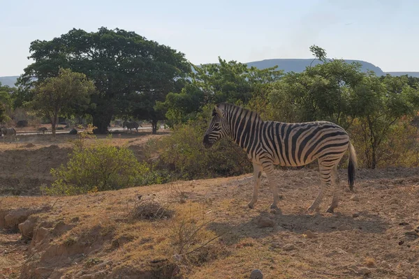 Zebra begrazing met vegetatie. — Stockfoto