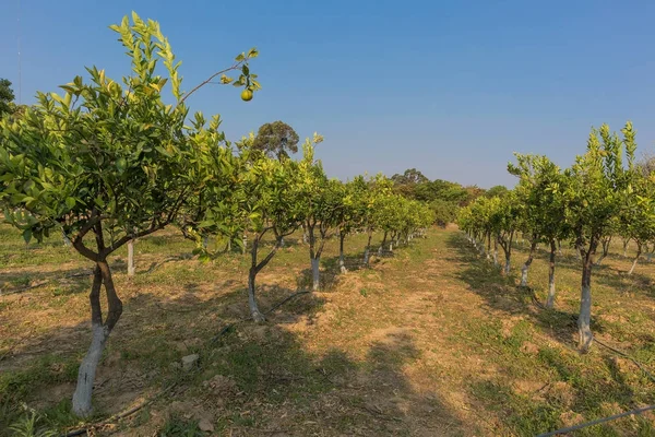 Plantation yeşil devlet portakal ağaçlarının. Angola. Afrika