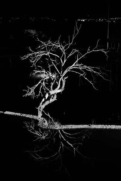 Minimalist image of dry tree with reflection in water. Black and