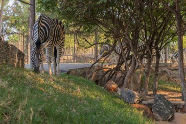 Zebra çim yeme. Lubango. Angola.