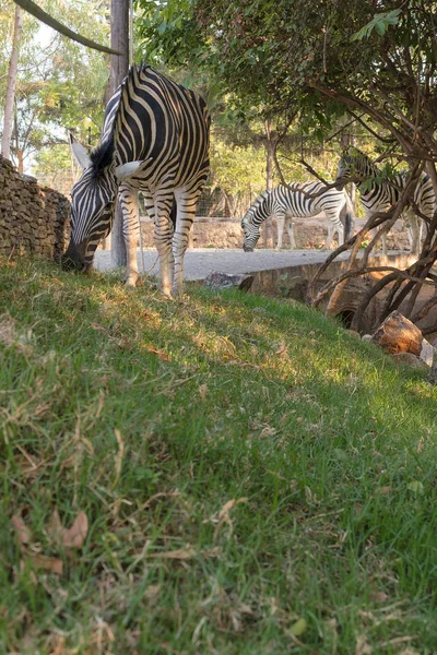 Zebra çim yeme. Lubango. Angola.