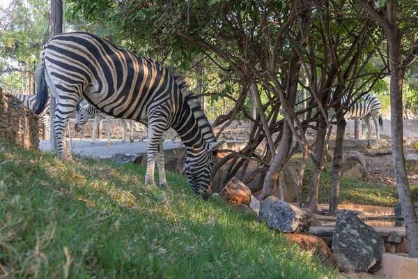 Zebra füvet eszik. Lubango. Angola. — Stock Fotó