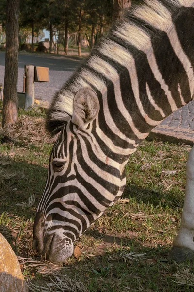 Zebra gras eten. Lubango. Angola. — Stockfoto