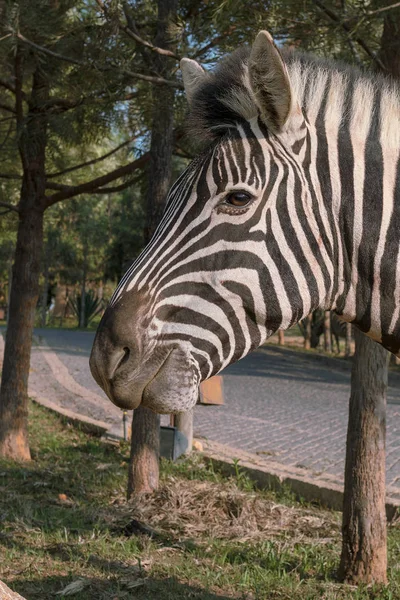 Portret van de zebra. Lubango. Angola. — Stockfoto