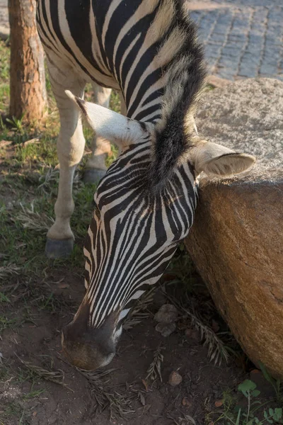 Zebra naai op steen. Lubango. Angola. — Stockfoto