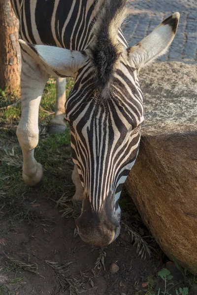 Zebra naai op steen. Lubango. Angola. — Stockfoto