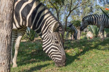 Zebra çim yeme. Lubango. Angola.