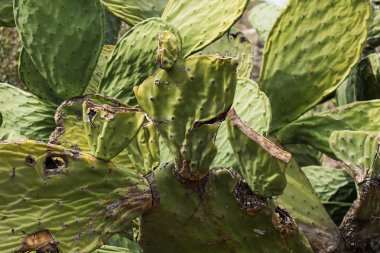 Afrika kaktüs yakın çekim.
