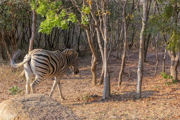 Zebra om te grazen. Lubango. Angola. — Stockfoto