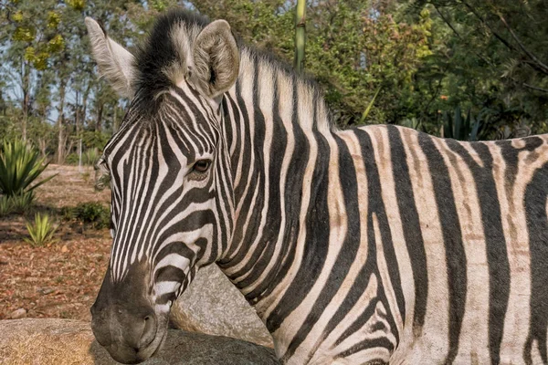 Portret van de zebra. Lubango. Angola. — Stockfoto