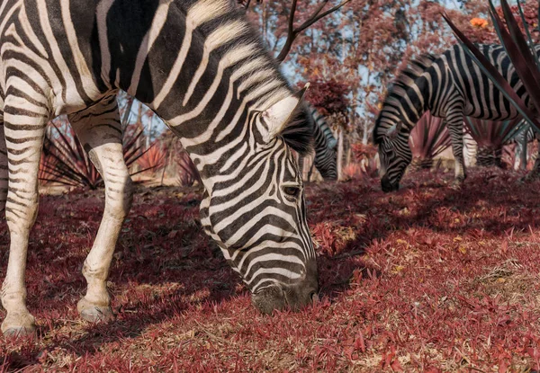 Zebra piros fű füvet eszik. Lubango. Angola. — Stock Fotó